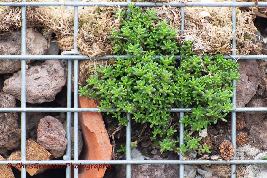 Rotsmuur met vetplant